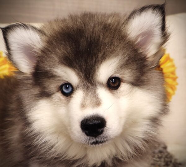 [#252087-02]  - Gray / White F Huskimo Puppies For Sale