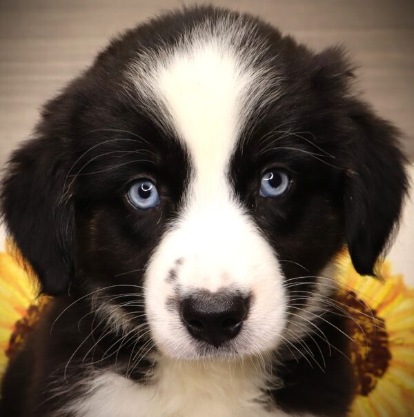 [#252107-01]  - Black M Australian Shepherd Puppies For Sale