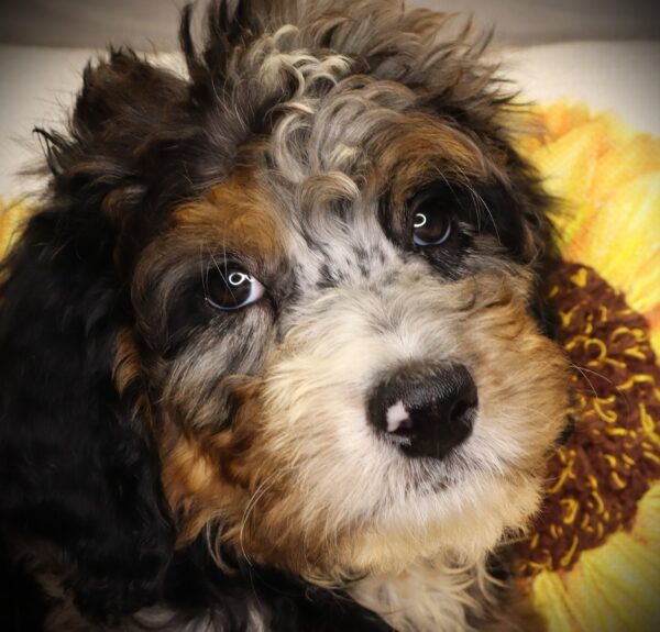 [#252112-04]  - Blue Merle / Tan M Bernedoodle Puppies For Sale