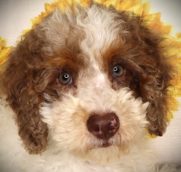 [#252150-03]  - White / Red Merle M Bernedoodle Mini 2nd Gen Puppies For Sale