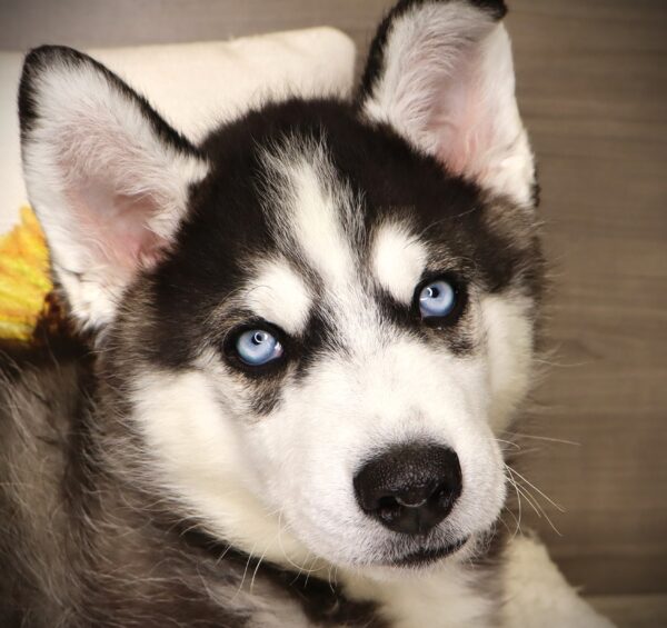 [#252171-05]  - Black / White M Siberian Husky Puppies For Sale