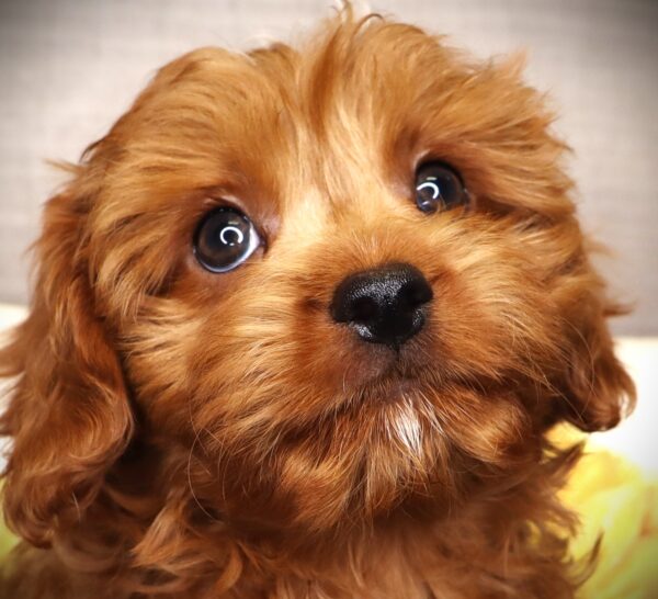 [#252179-04]  - Red M Cavapoo Puppies For Sale