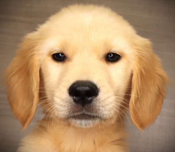 [#2510-03]  - M Golden Retriever Puppies For Sale