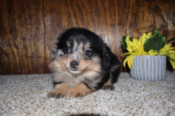 [#252282-02]  - Black M Pomeranian Puppies For Sale