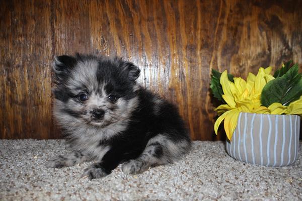 [#252282-05]  - Blue Merle F Pomeranian Puppies For Sale