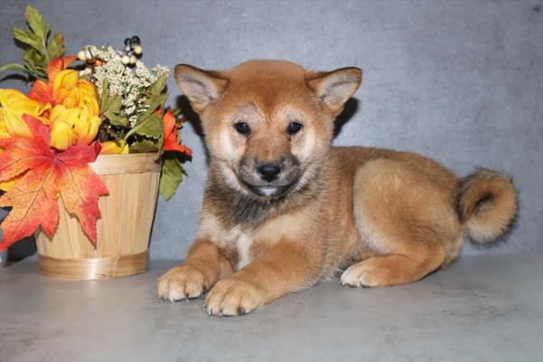 [#252383-04]  - Red Sesame F Shiba Inu Puppies For Sale