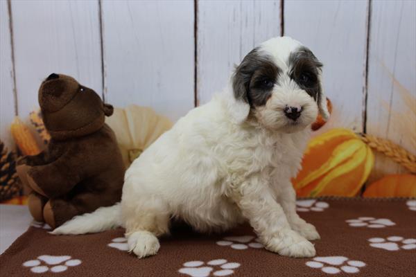 [#252331-01]  - White M Bernedoodle Mini 2nd Gen Puppies For Sale