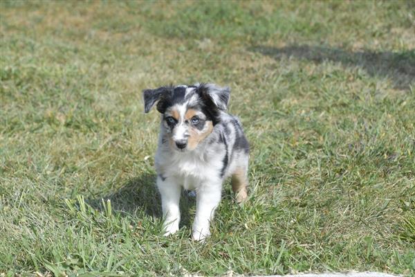 [#252302-03]  - Blue Merle F Miniature Australian Shepherd Puppies For Sale