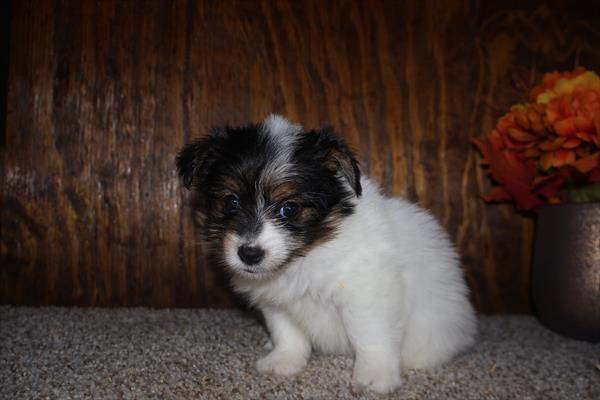 [#252405-03]  - Black / White F Pomeranian/Yorkie Puppies For Sale