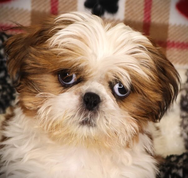 [#251871-01]  - Sable / White M Shih Tzu Puppies For Sale