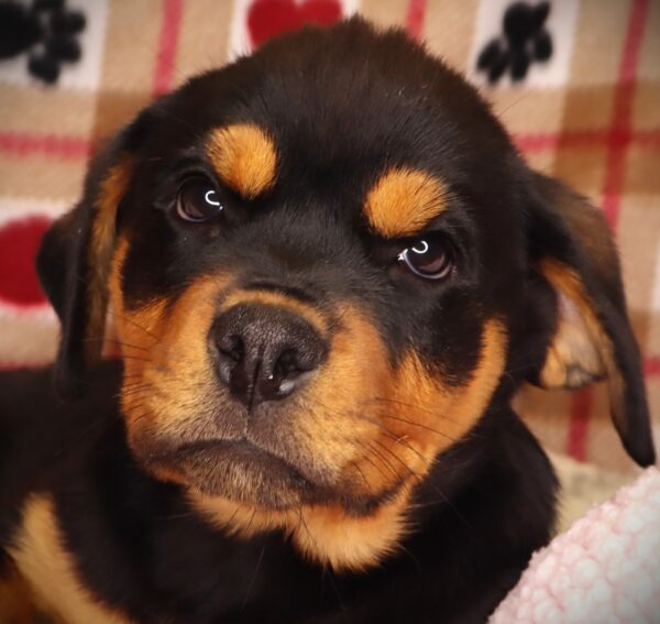 [#251955-03]  - Black / Tan F Rottweiler Puppies For Sale