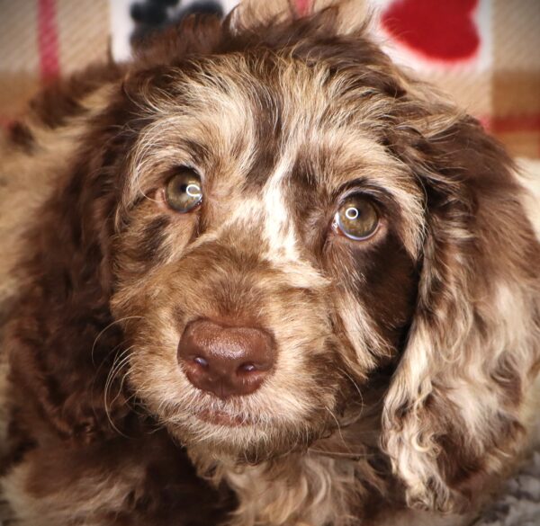 [#252028-08]  - Chocolate Merle F Goldendoodle Mini 2nd Gen Puppies For Sale