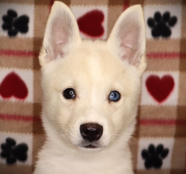 [#252038-02]  - White M Alaskan Klee Kai Puppies For Sale