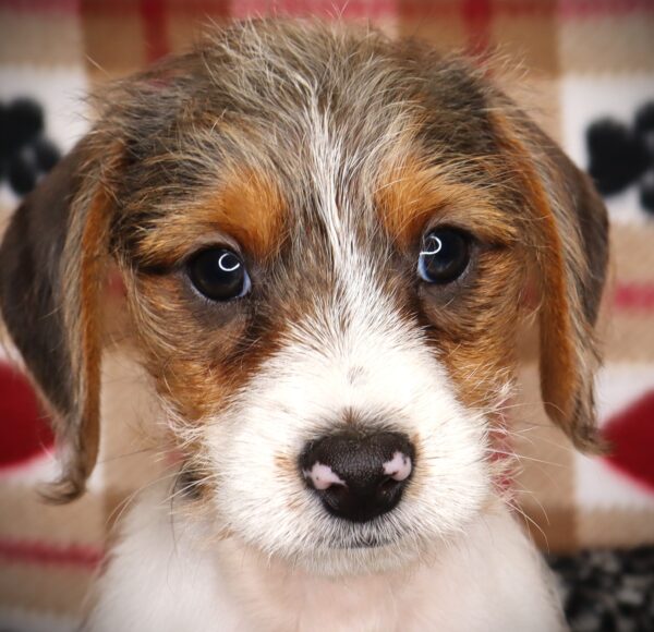 [#252097-01]  - Blue Merle M Dorkie Puppies For Sale