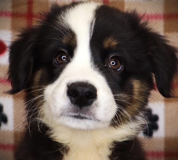 [#252107-03]  - Black M Australian Shepherd Puppies For Sale