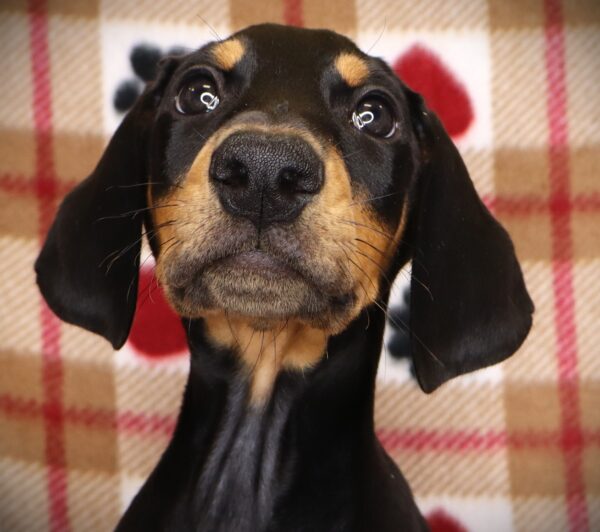 [#252120-05]  - Black / Rust M Doberman Pinscher Puppies For Sale