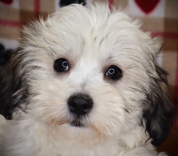 [#252264-03]  - Black / White F Coton de Tulear Puppies For Sale