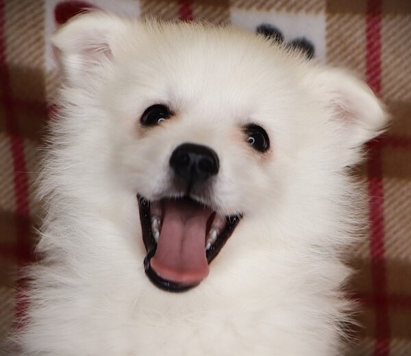 [#252271-05]  - White F American Eskimo Dog Puppies For Sale