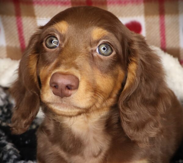 [#252480-01]  - Chocolate / Tan M Dachshund Puppies For Sale
