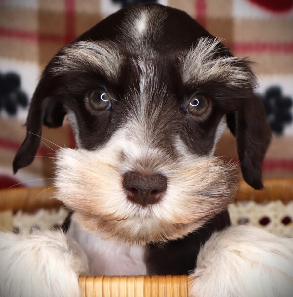 [#252481-04]  - Chocolate / White F Miniature Schnauzer Puppies For Sale
