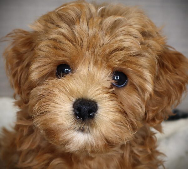 [#2519-07]  - Apricot F Havapoo Puppies For Sale