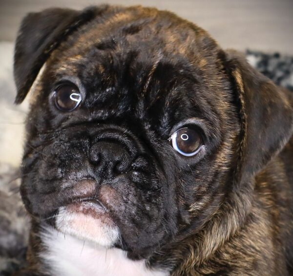 [#2517-01]  - Black M Bulldog/Pug Puppies For Sale
