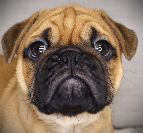 [#2517-03]  - Fawn M Bulldog/Pug Puppies For Sale