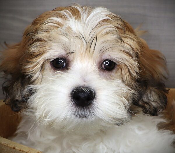 [#251964-01]  - Brown / White M Teddy Bear Puppies For Sale