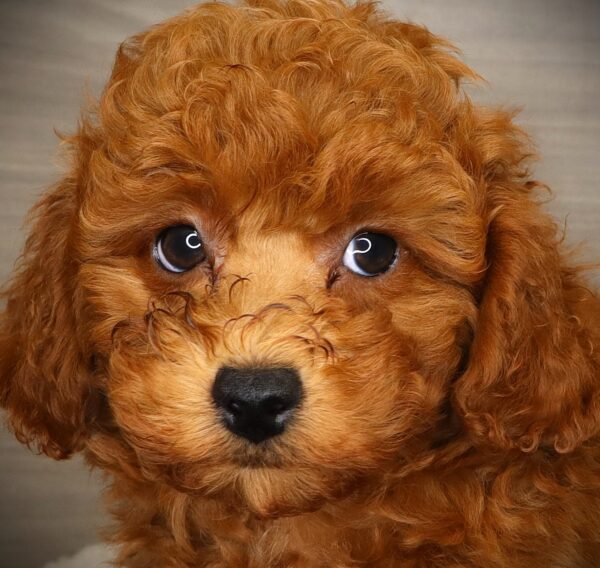 [#252093-02]  - Red M Poodle Puppies For Sale