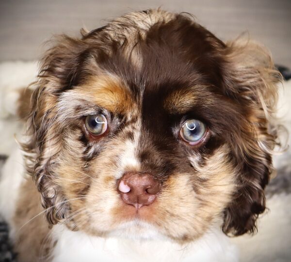 [#252099-04]  - Chocolate Merle F Cocker Spaniel Puppies For Sale