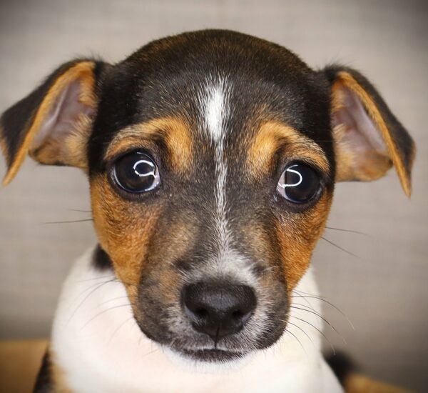 [#252125-04]  - Black F Jack Russell Terrier Puppies For Sale