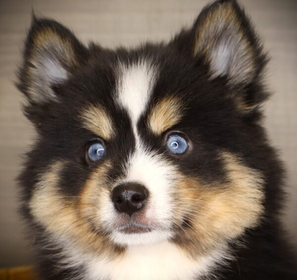 [#252127-02]  - Black / Tan F Pomsky Puppies For Sale