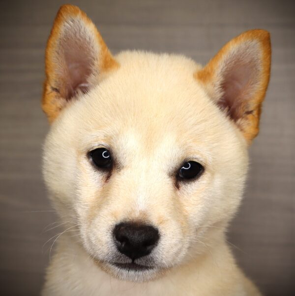 [#252154-05]  - Cream F Shiba Inu Puppies For Sale
