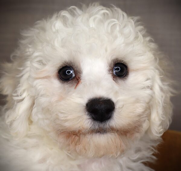 [#252193-02]  - White M Bichon Frise Puppies For Sale