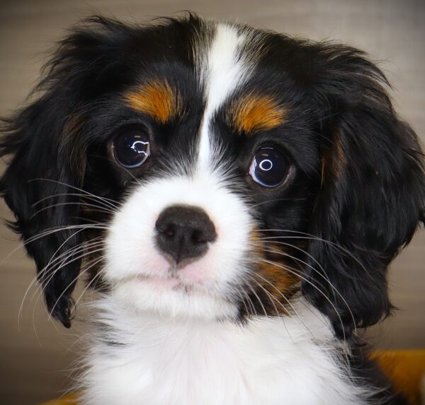 [#252261-08]  - Tri-Colored F Cavalier King Charles Spaniel Puppies For Sale