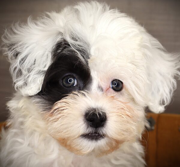 [#252353-03]  - White / Chocolate F Havachon Puppies For Sale