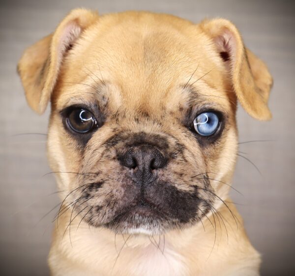 [#252368-01]  - Chocolate F Frug Puppies For Sale