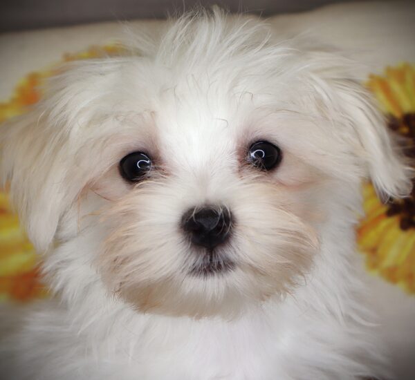 [#252136-01]  - White M Maltese Puppies For Sale