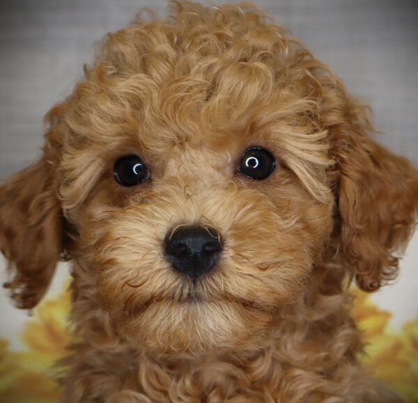 [#252250-02]  - Red M Schnoodle Puppies For Sale
