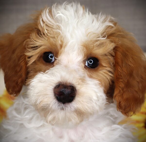 [#252330-01]  - Red / White M Poodle Puppies For Sale