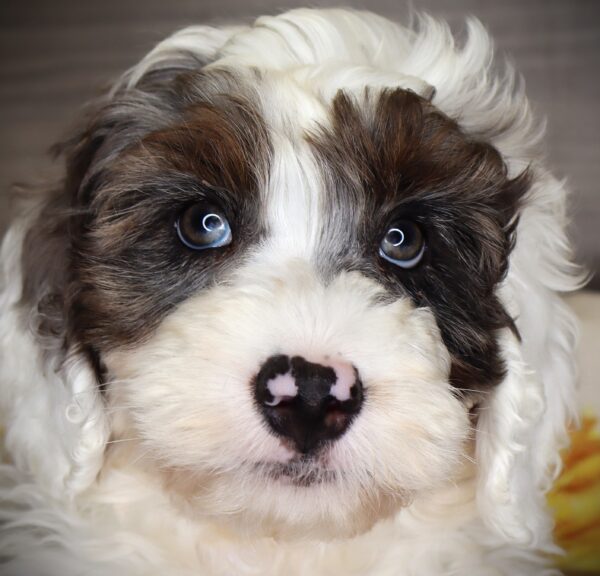 [#252331-01]  - White M Bernedoodle Mini 2nd Gen Puppies For Sale