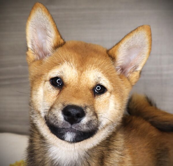 [#252383-04]  - Red Sesame F Shiba Inu Puppies For Sale