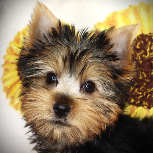 [#252095-06]  - Black / Tan F Yorkshire Terrier Puppies For Sale