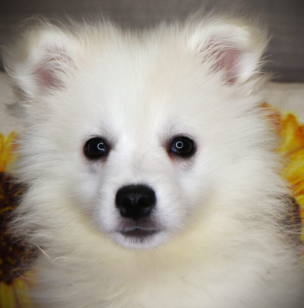 [#252273-03]  - White M American Eskimo Dog Puppies For Sale