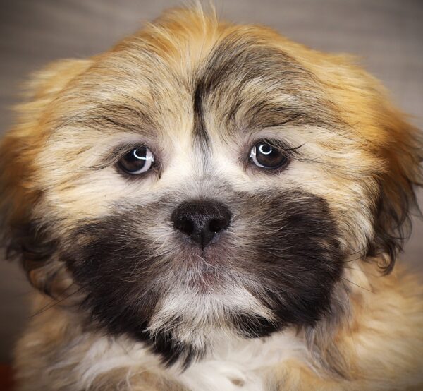 [#252324-04]  - Brindle M Lhasa Apso Puppies For Sale