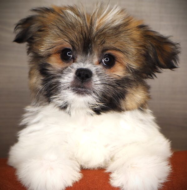 [#252344-04]  - Brown / White F Shiranian Puppies For Sale