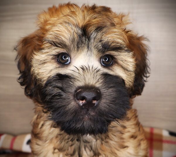 [#252362-03]  - Wheaten M Whoodle Mini Puppies For Sale