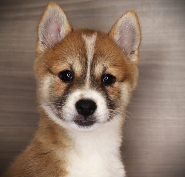 [#252430-08]  - Red Sesame F Shiba Inu Puppies For Sale