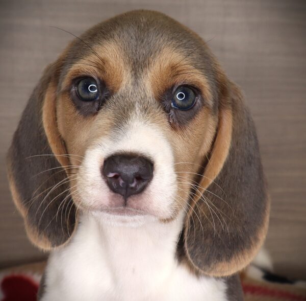 [#252452-04]  - Silver F Beagle Puppies For Sale