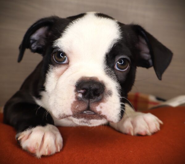 [#252458-01]  - Black / White M Boston Bulldog Puppies For Sale